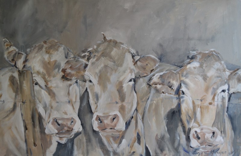 drie koeien