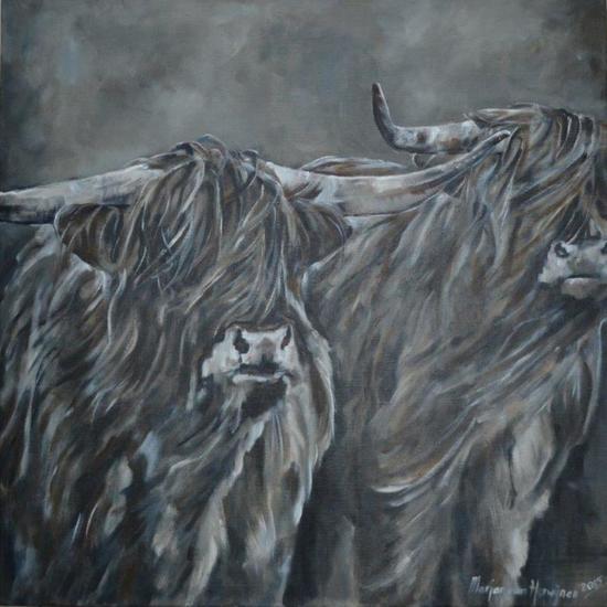 Schotse Hooglanders II