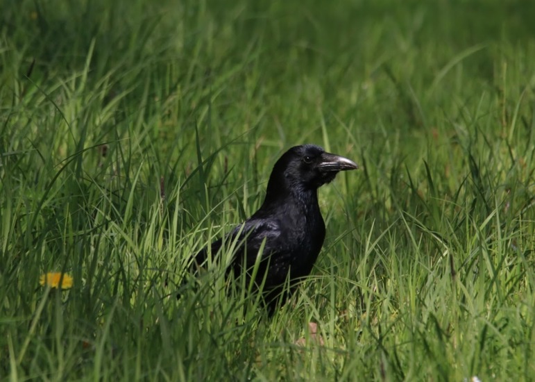 Crow Spy