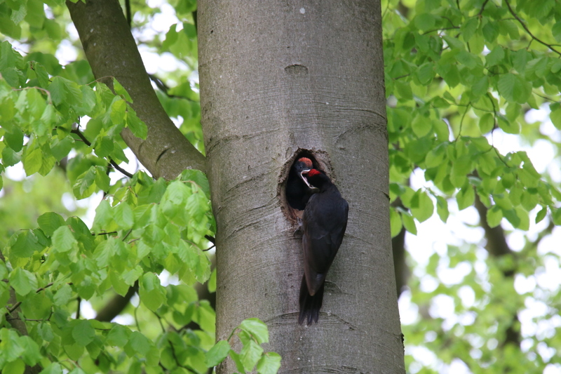 Woodpecker brings food