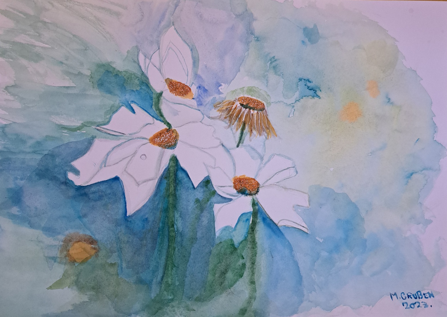 8 Witte Margrieten