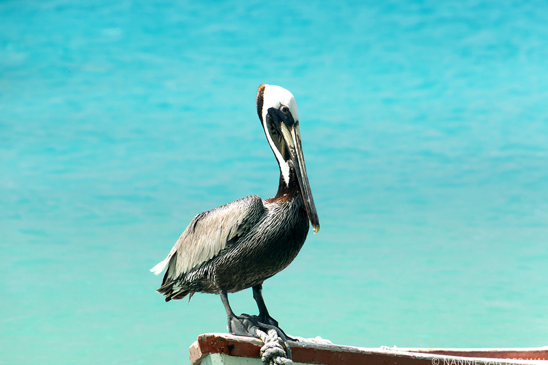 Pelican