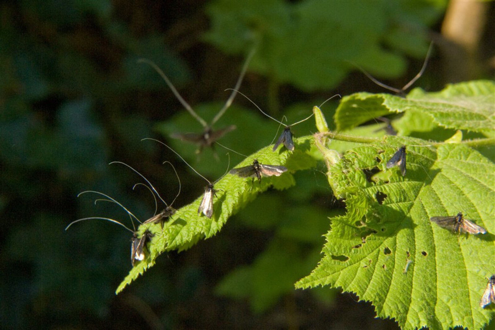 Smaragd Langsprietmot