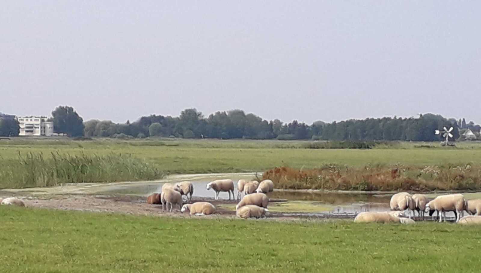 waadplaats in de polder