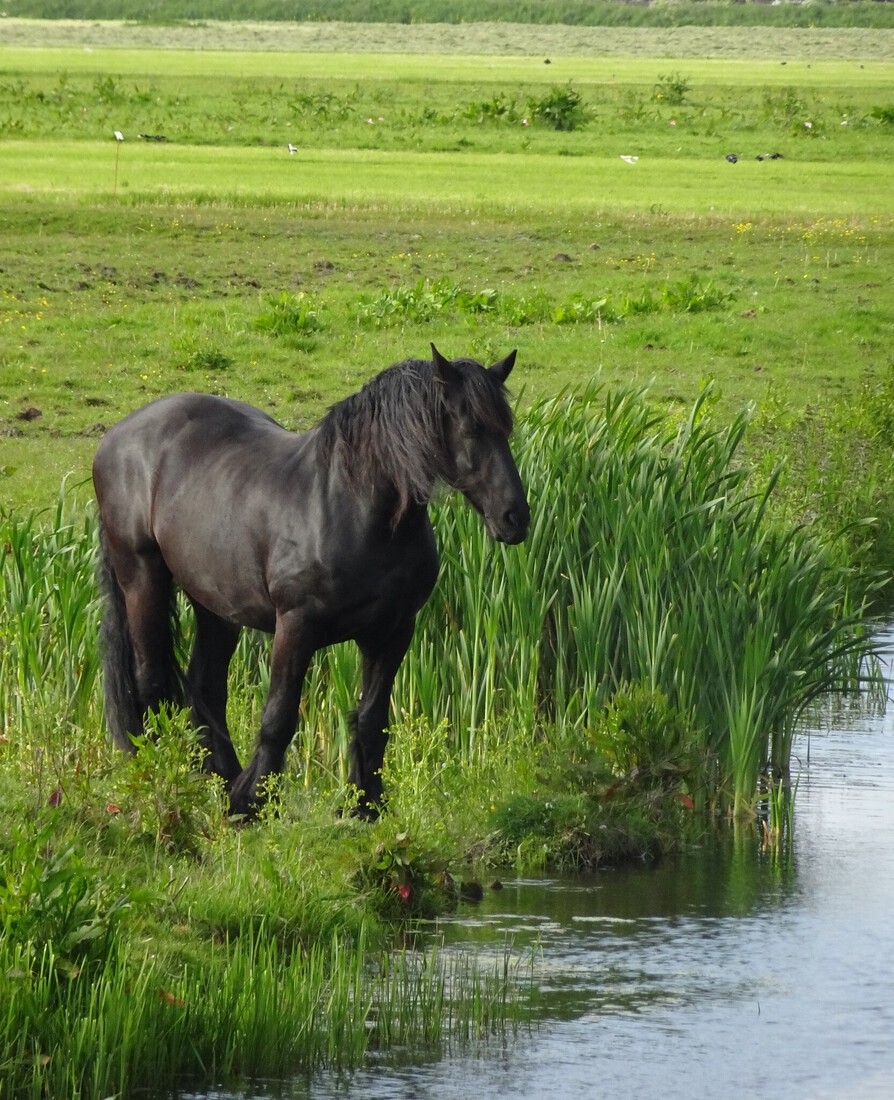 paard in de polder