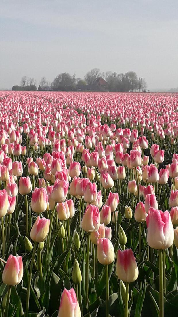 tulpenveld Heiloo