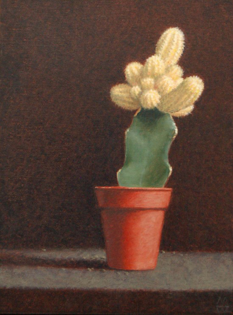 Hibotan cactus