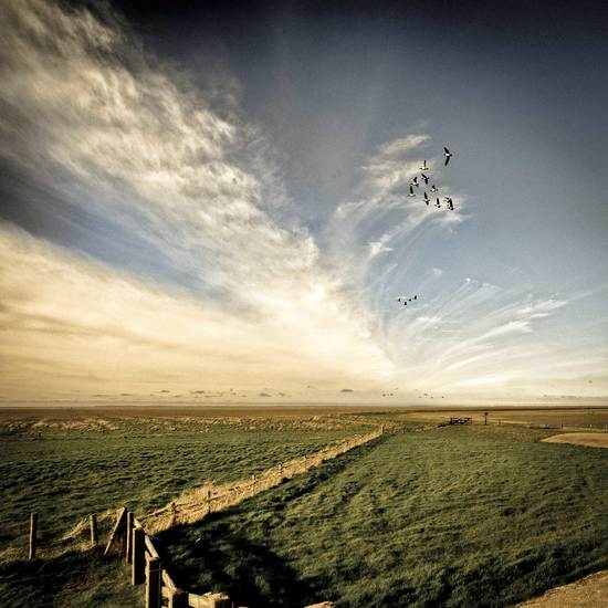 Brandganzen Bildtpollen