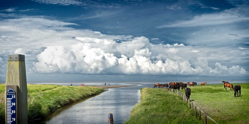 Zwarte Haan, 190711, 16.12