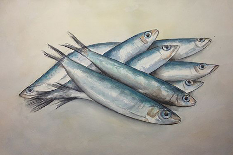 Sardientjes (Verkocht)