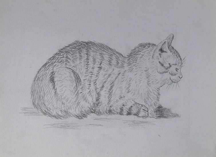 Dit katje kun je zonder handschoenen aanpakken