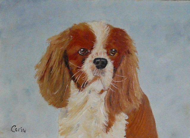 Cavalier King Charles Spaniël
