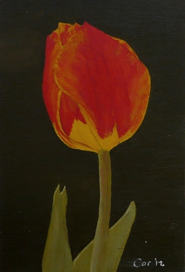 Rood/gele tulp
