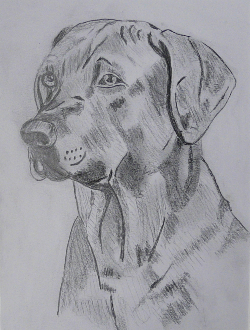 Een heel rustige hond