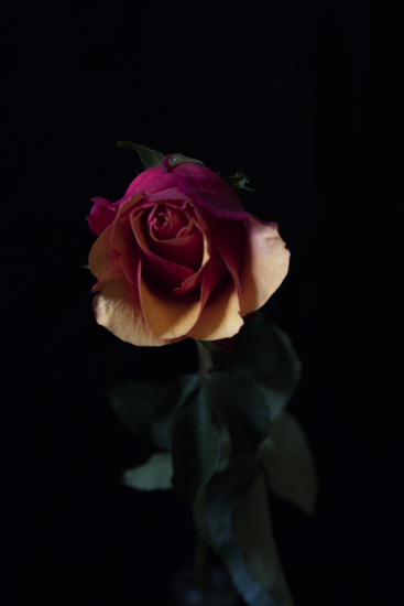 Tweekleurige roos