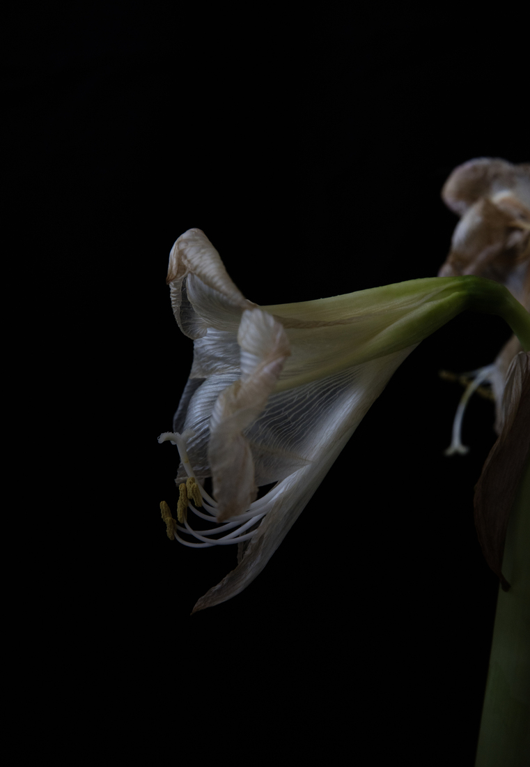 Amaryllis