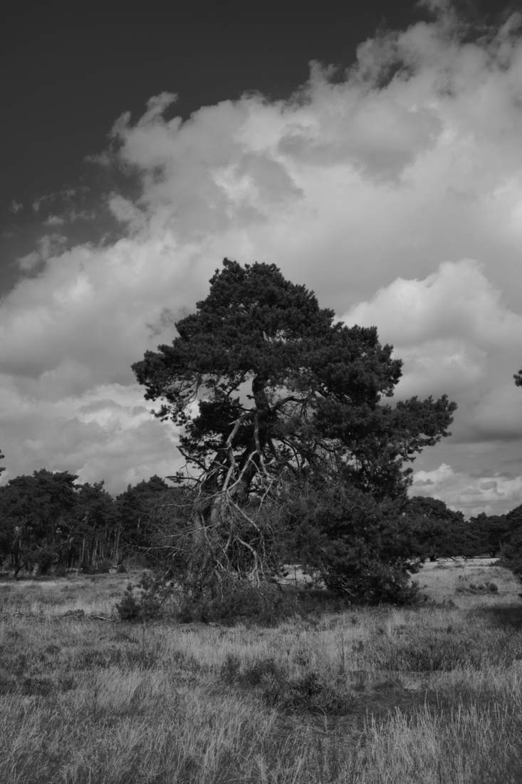 Hoge Veluwe 01