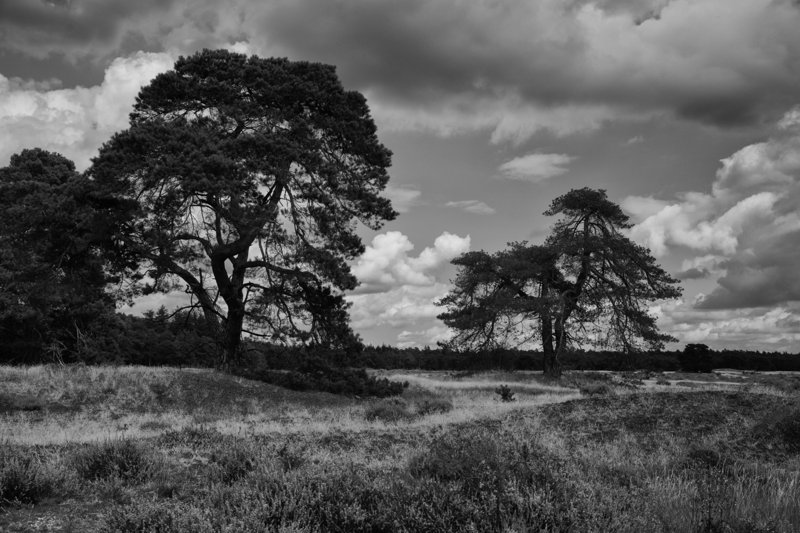 Hoge Veluwe 02