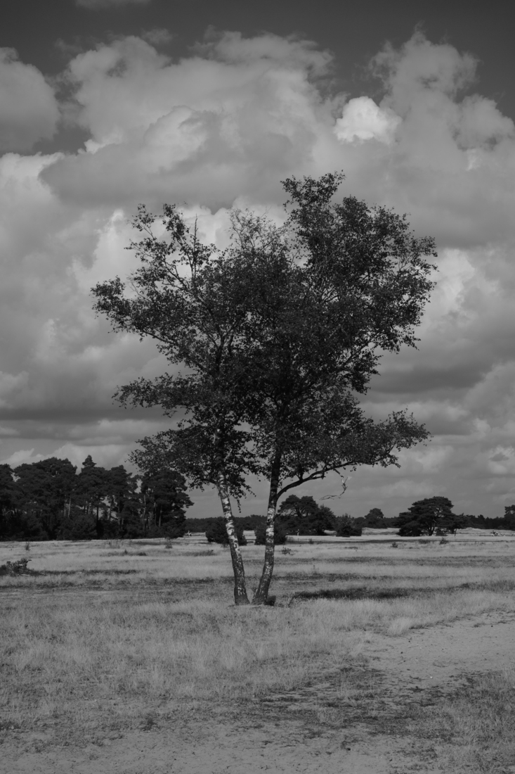 Hoge Veluwe 03