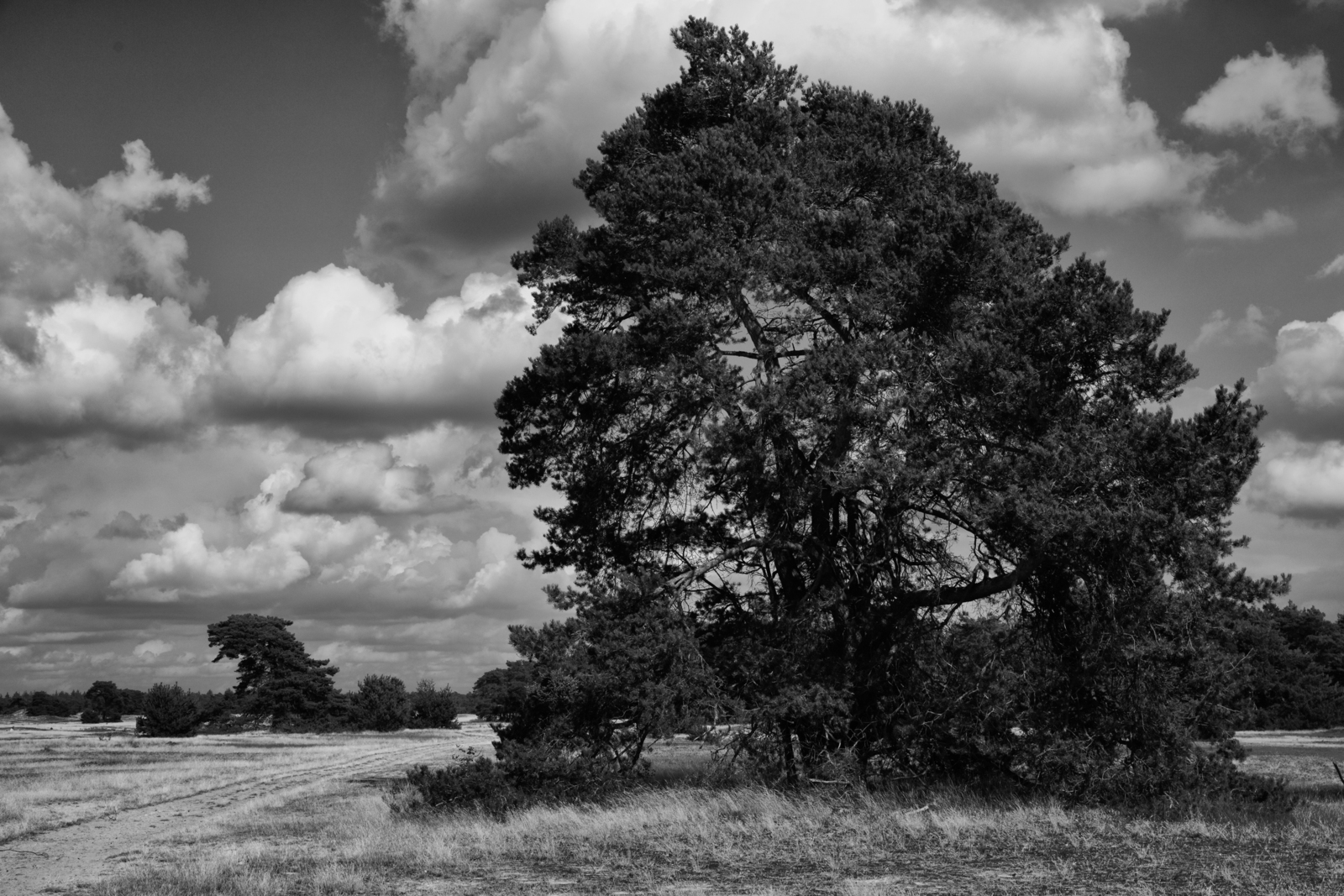 Hoge Veluwe 04