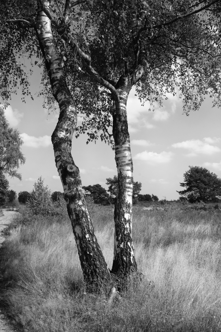 Houtdorperveld 01