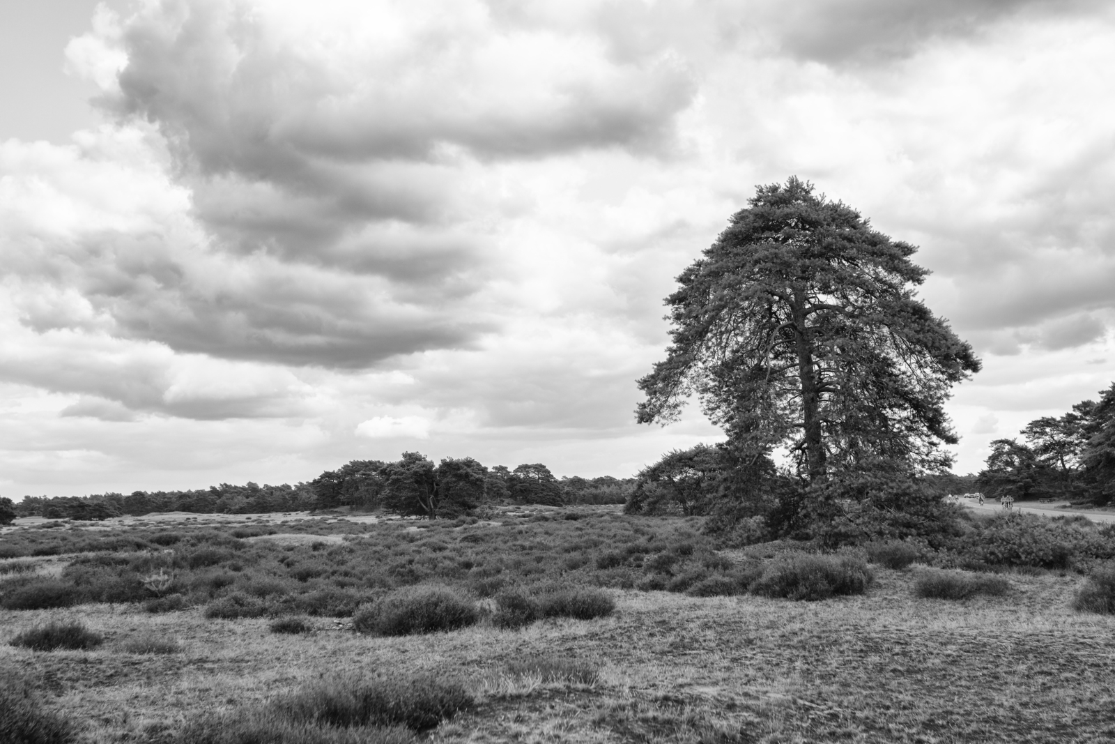Hoge Veluwe 06