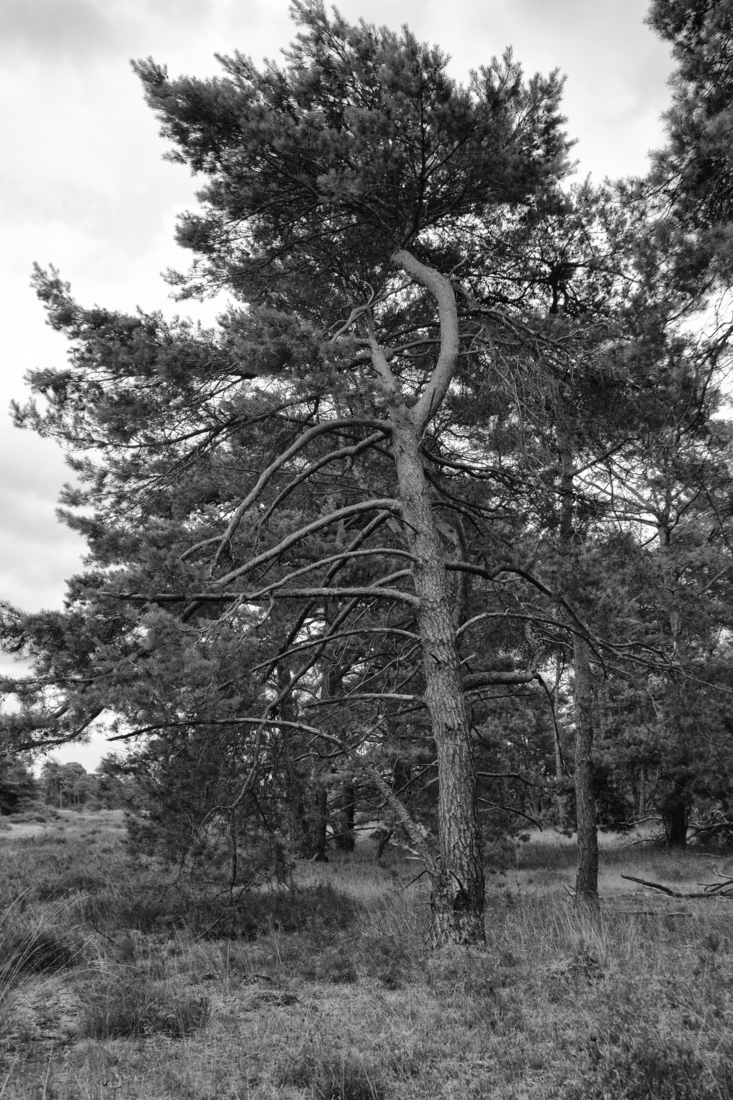 Hoge Veluwe 07