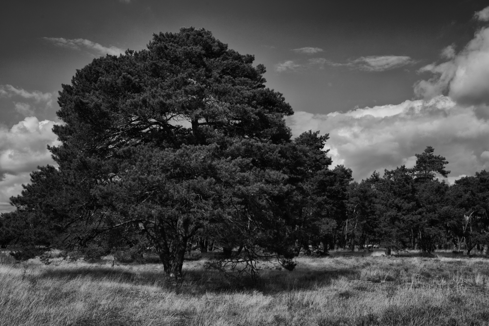 Hoge Veluwe 11