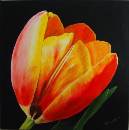 Tulp