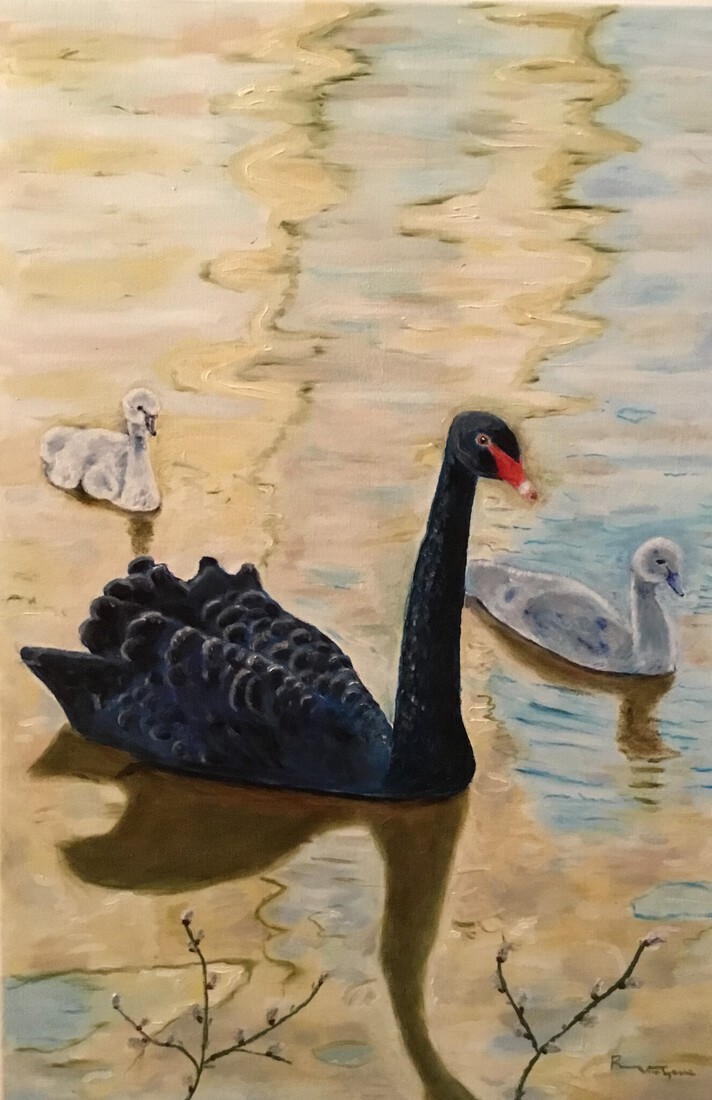 zwarte zwaan met kuikens