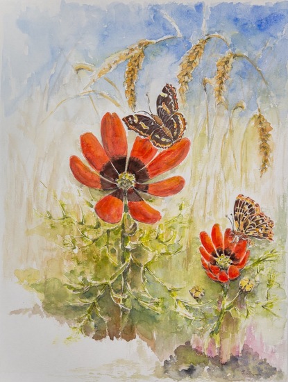 Adonisbloem (beschermd)