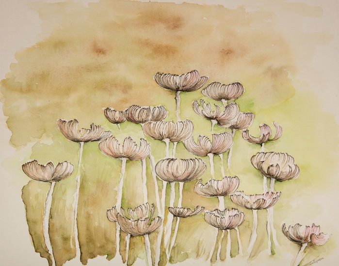 Groepje Mycena paddenstoeltjes