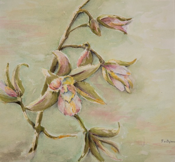 Orchidee (beschermd)