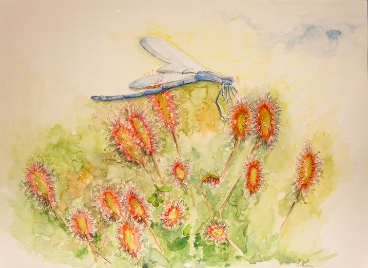 Zonnedauw met hoog bezoek!