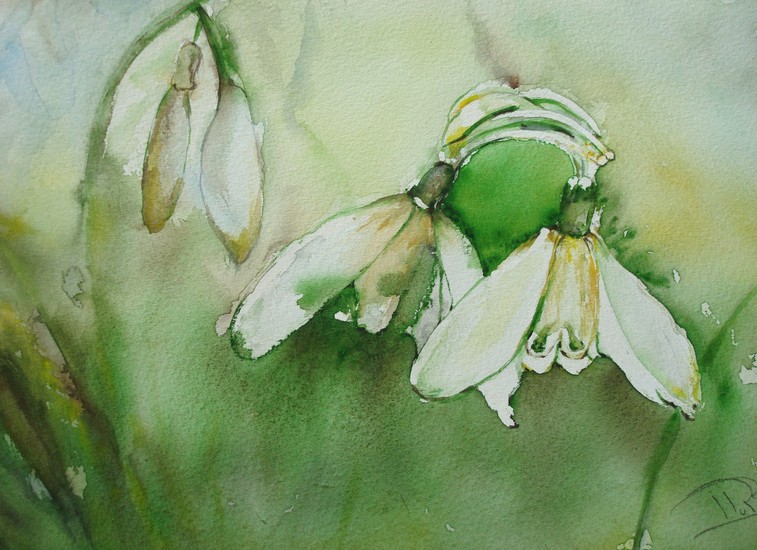 aquarel sneeuwklokje