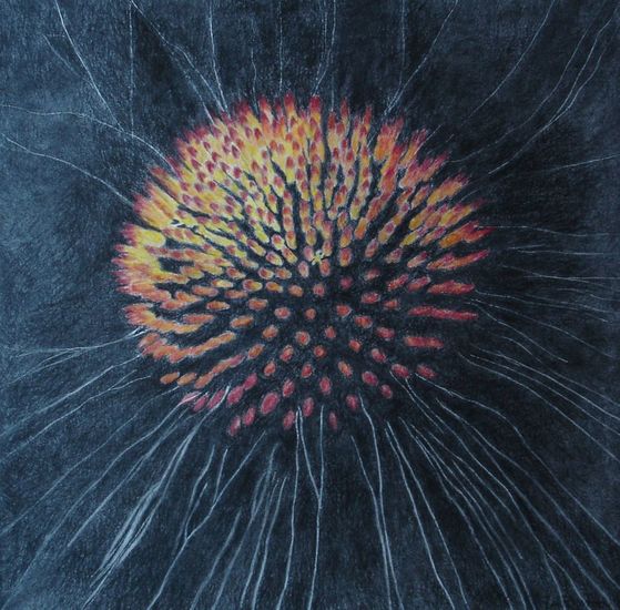 In het Hart-Echinacea #3