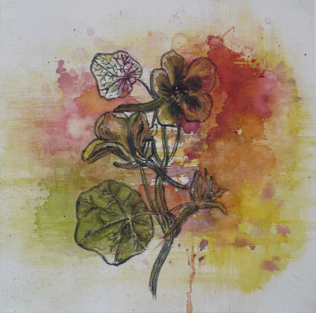 Full Bloom (Tropaeolum Majus)