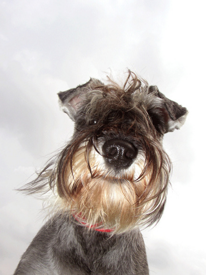 pepper