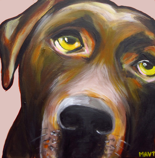 bruine labrador