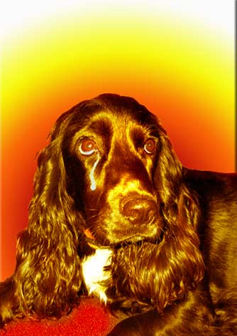 zigeuner hondje