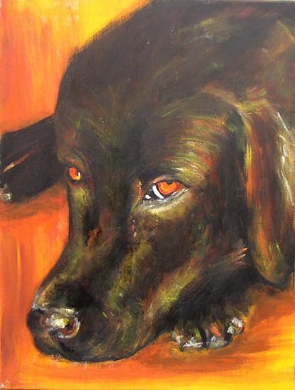 labrador