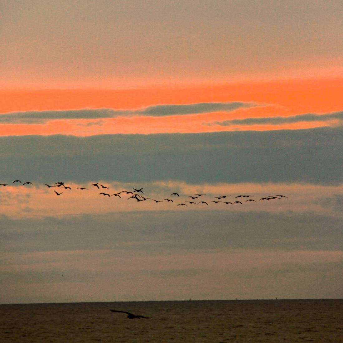 Ondergaande zon met vogels strand De Haan