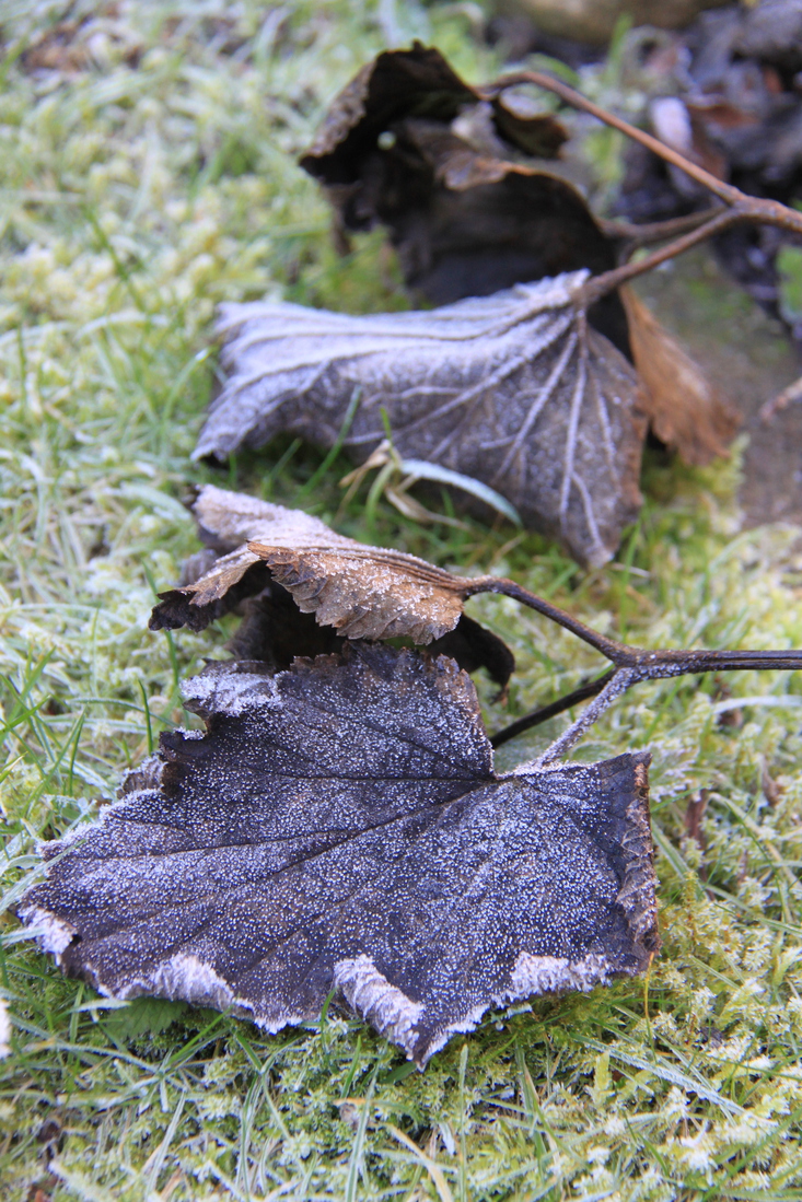 Bevroren blad