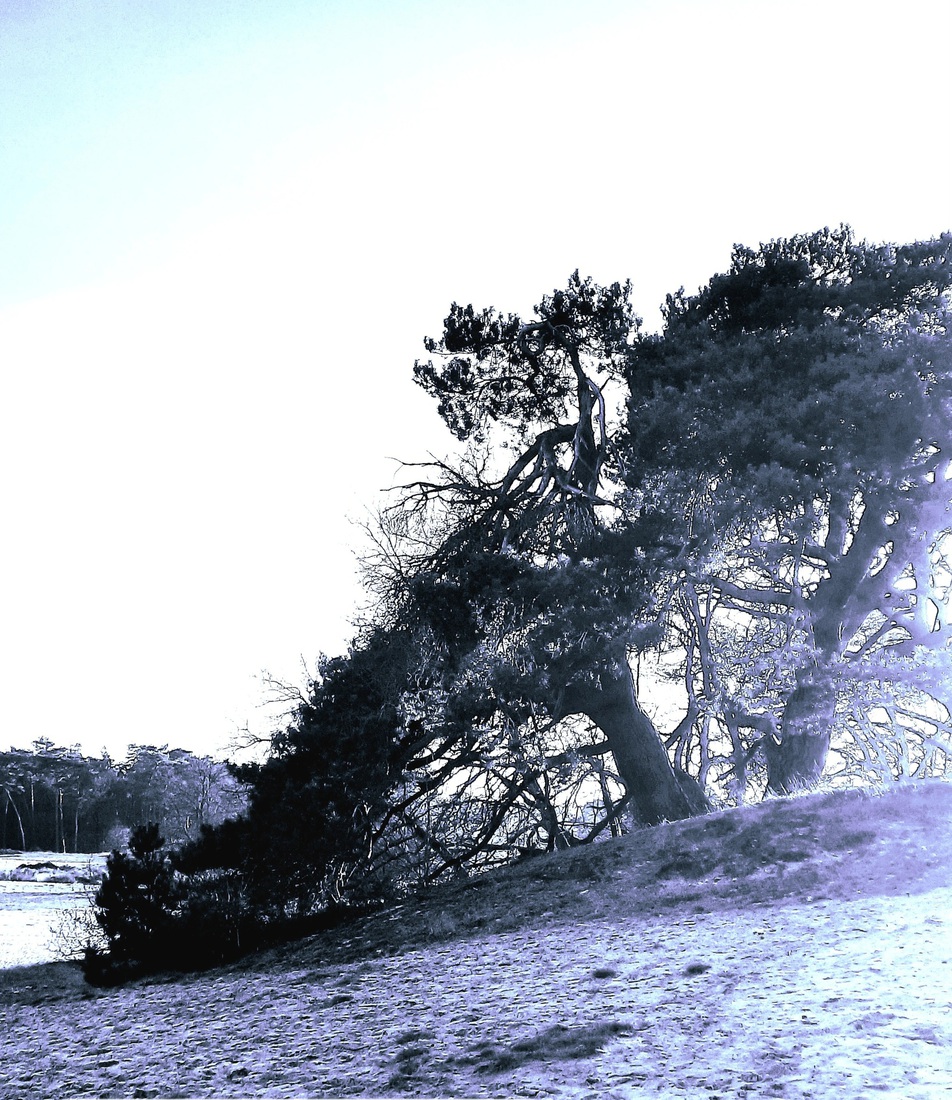 Bomen Korte Duinen