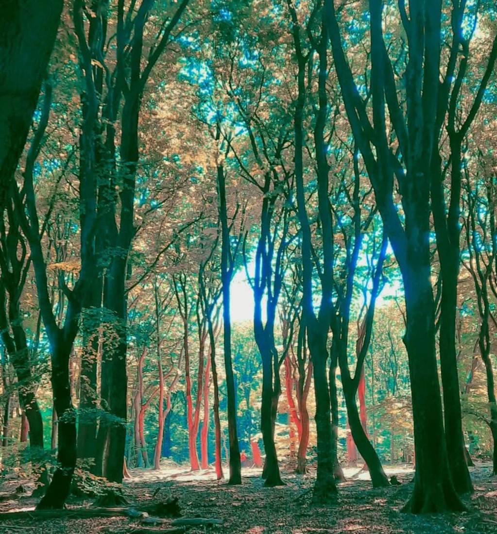 Dansensde bomen