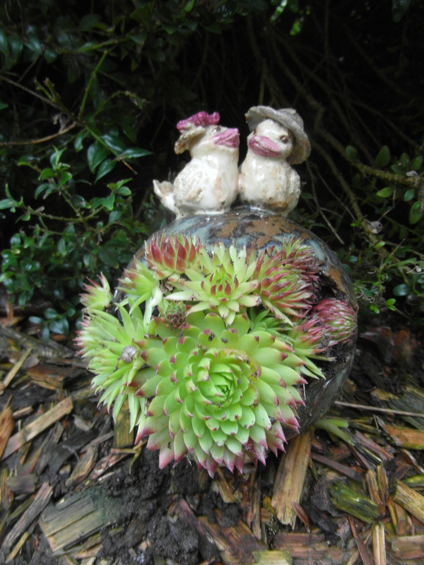 Plantenbol met vogels