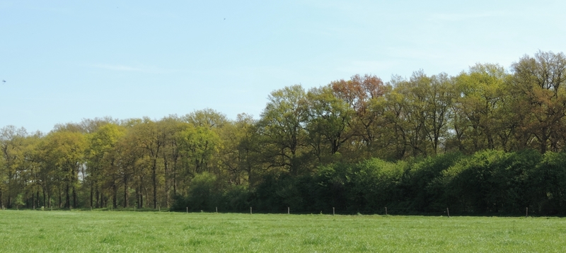 eiken in het voorjaar