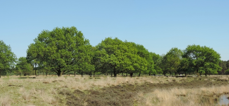 eikengroep op de heide