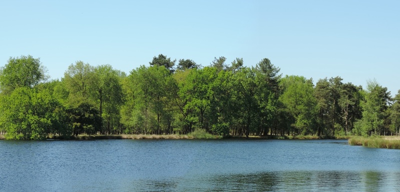 bosrand aan het water