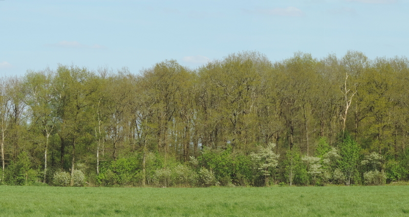 boswal in het voorjaar